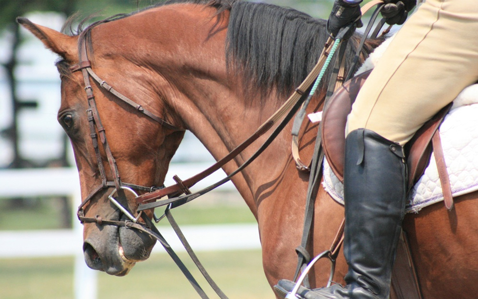 how to hold horse reins